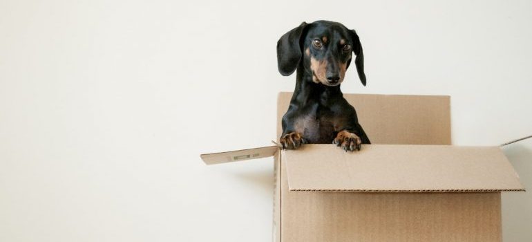 A puppy inside a box