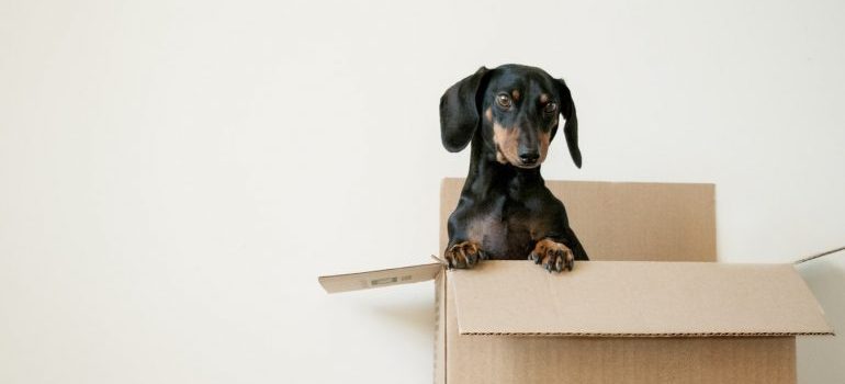 A puppy in a box
