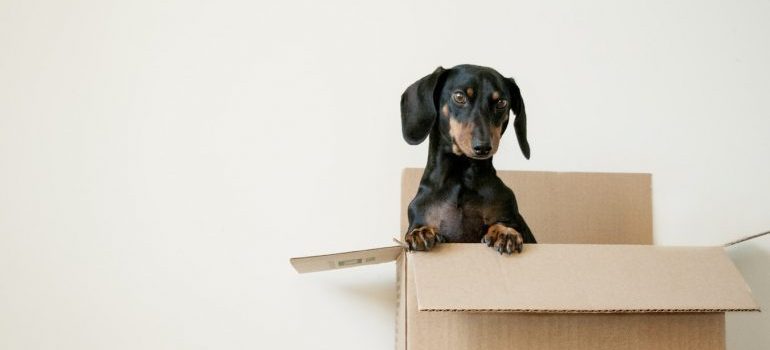 A puppy inside a moving box