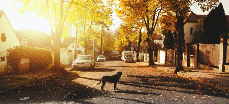 a dog standing in a suburban street 